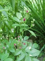 CIMG6435.webp