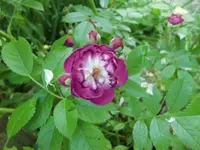 CIMG6429.webp