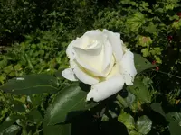 CIMG6515.webp