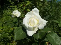 CIMG6516.webp