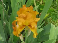 rustic cedar1_1067x800.webp