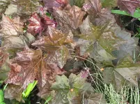 001_1067x800.webp