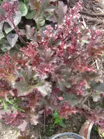 005_600x800.webp