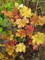 amber waves_600x800.webp