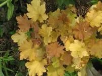caramel_1067x800.webp