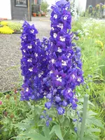DSCN2227.webp