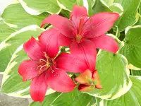 DSCN2231.webp