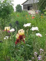 040_600x800.webp