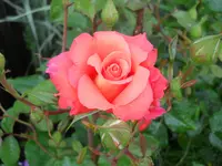 DSCN2226.webp