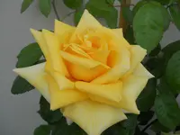 DSCN2222.webp