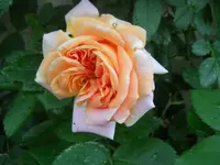 DSCN2223.webp
