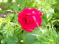 DSCN2216.webp