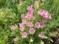 CIMG6554.webp