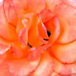 34946fgwer.webp