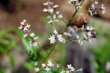DSC_7383.webp