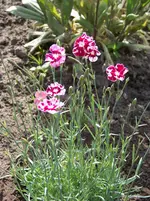 Dianthus plumarius Waithman's Beauty.webp