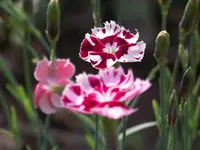 Waithman's Beauty.webp