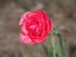 Dianthus plumarius Soft Red.jpg