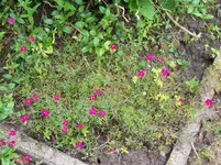 Dianthus deltoides Brillant.webp