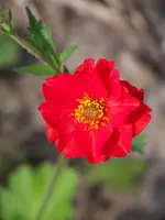 017.webp