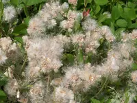 Antennarie dioica Rubra.webp