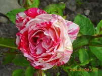 garten juni 5 011.webp