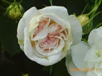 garten juni 5 030.webp