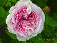 garten juni 5 031.webp