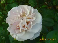 garten juni 5 033.webp