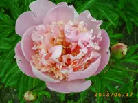 garten juni 5 016.webp