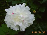 garten juni 5 055.webp