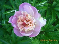 garten juni 5 058.webp