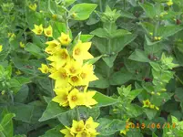 garten juni 5 017.webp