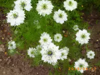 garten juni 5 020.webp