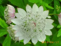 garten juni 5 022.webp