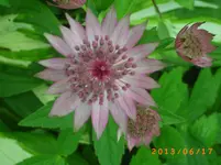 garten juni 5 024.webp