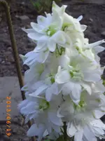 garten juni 5 067.webp