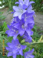 garten juni 5 072.webp