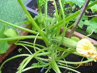 Zucchini 100_1298 (Large).webp