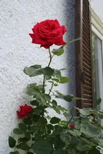 Dame de Coeur 2 19.06.13.webp