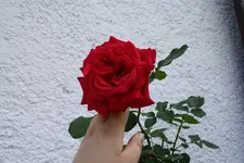 Dame de Coeur 1 19.06.13.webp