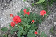 Unbekannte 2.webp