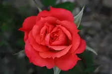 Unbekannte.webp