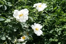 Rose Hecke 19.06.13.webp