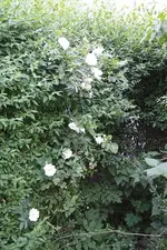 Rose Hecke 2 19.06.13.webp