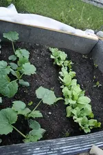 Gemüsebeet 19.06.13.webp