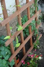 Clemi Pres Passiflora.webp