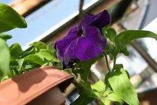 Petunie 1 19.06.13.webp