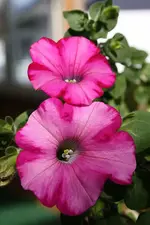 Petunie 2 19.06.13.webp
