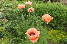 2013_0619Frühling0087.webp